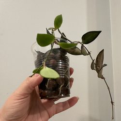 Hoya heuschkeliana and Hoya Rosita Rooted Cuttings