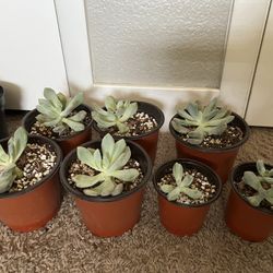 Blue Jasper Succulents