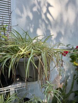 Green plant big pot
