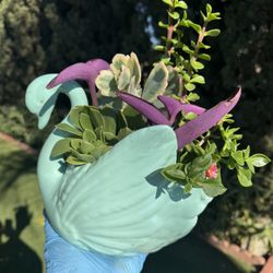Succulent In A Swan 🦢 