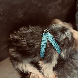 Stylish, Solid And Multicolored, Small, Dog Harness