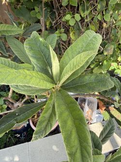 Organic Loquats plant 有机枇杷树
