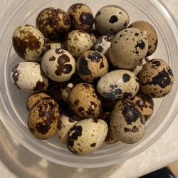 Quail Eggs