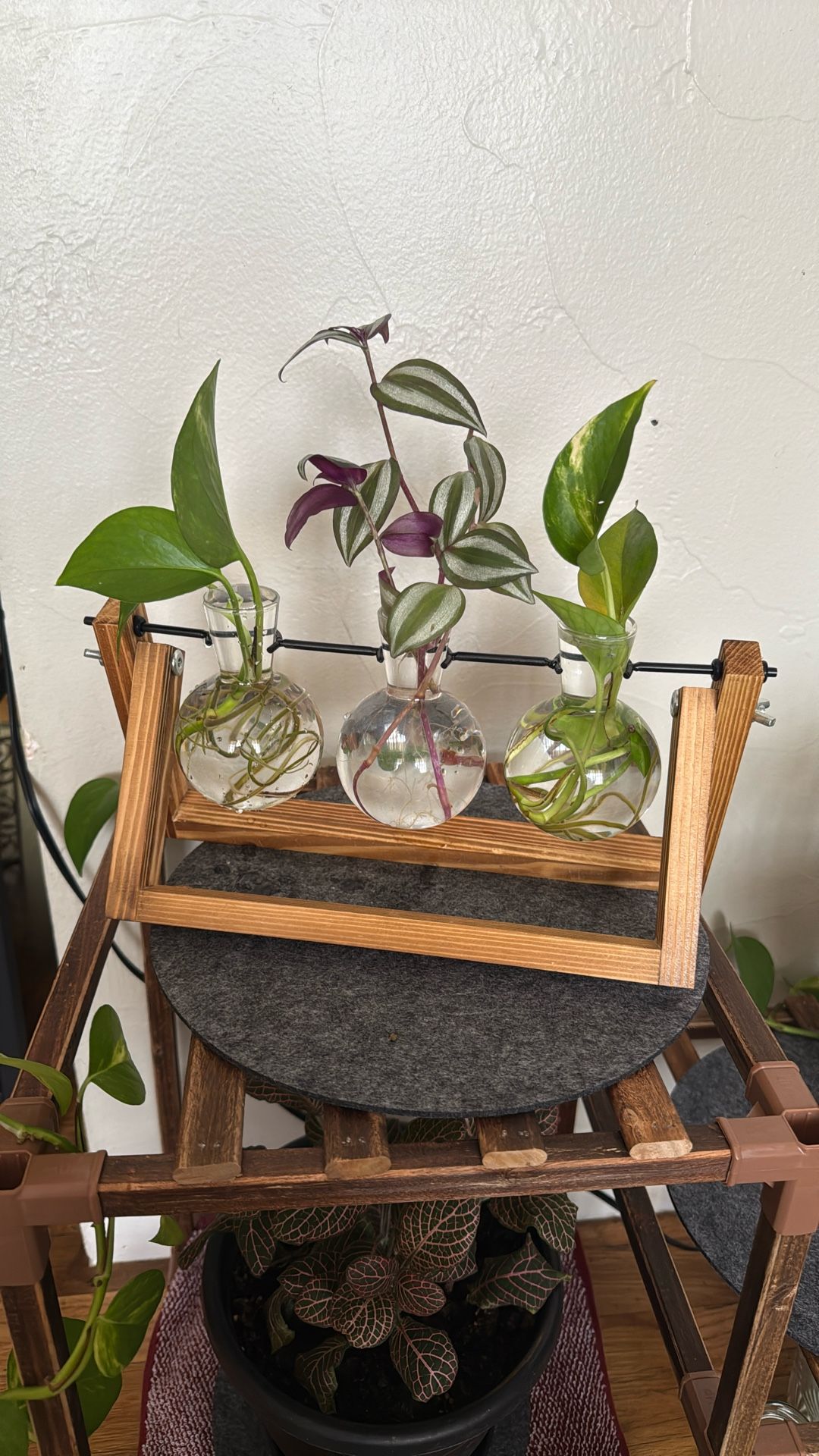 Plant Terrarium With Plants!