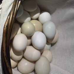 Fresh Eggs $5 A Dozen 