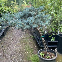 Dwarf Blue Spruce 