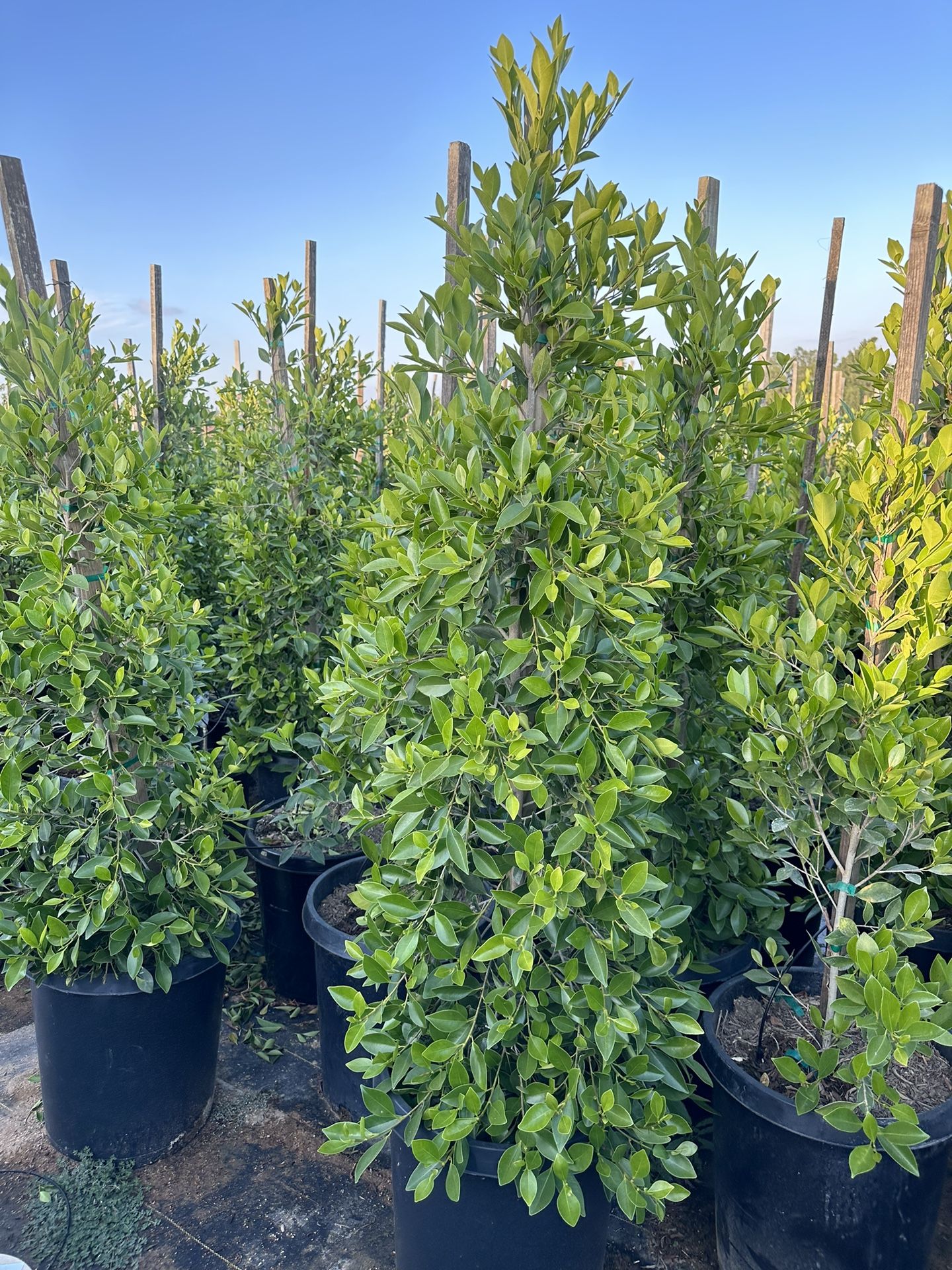 Indian Laurel Columns, Ficus nitida ‘Columns’ , Ficus tree, shade or Hedge and privacy 15gal Size