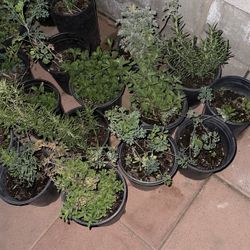 Rue, Mint, Rosemary & Oregano 