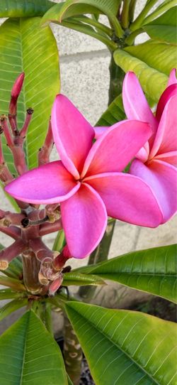 Plumeria color de Rosa