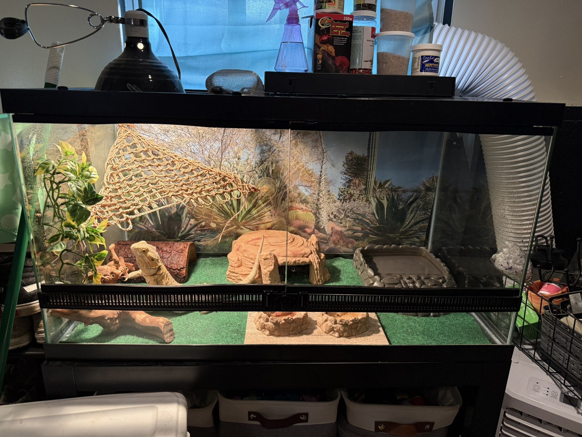 Bearded Dragon Set Up