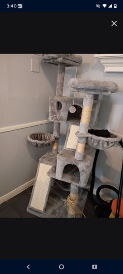 House gato