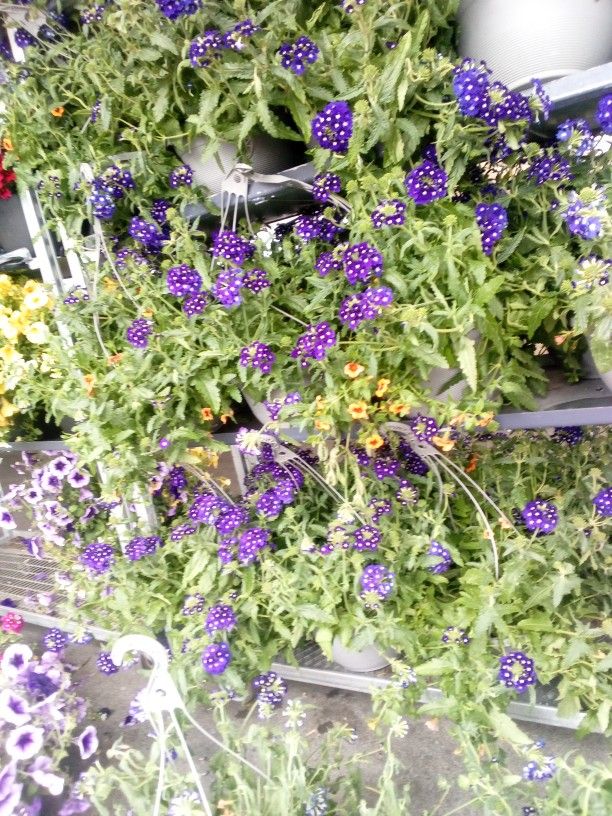 Hanging Plants, Flower Baskets, Potted Plants, Flower Garden Misc Flowering Pots