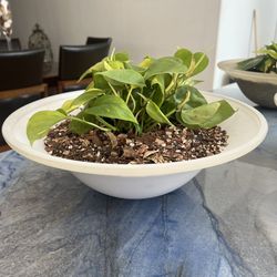 Pothos Plant 