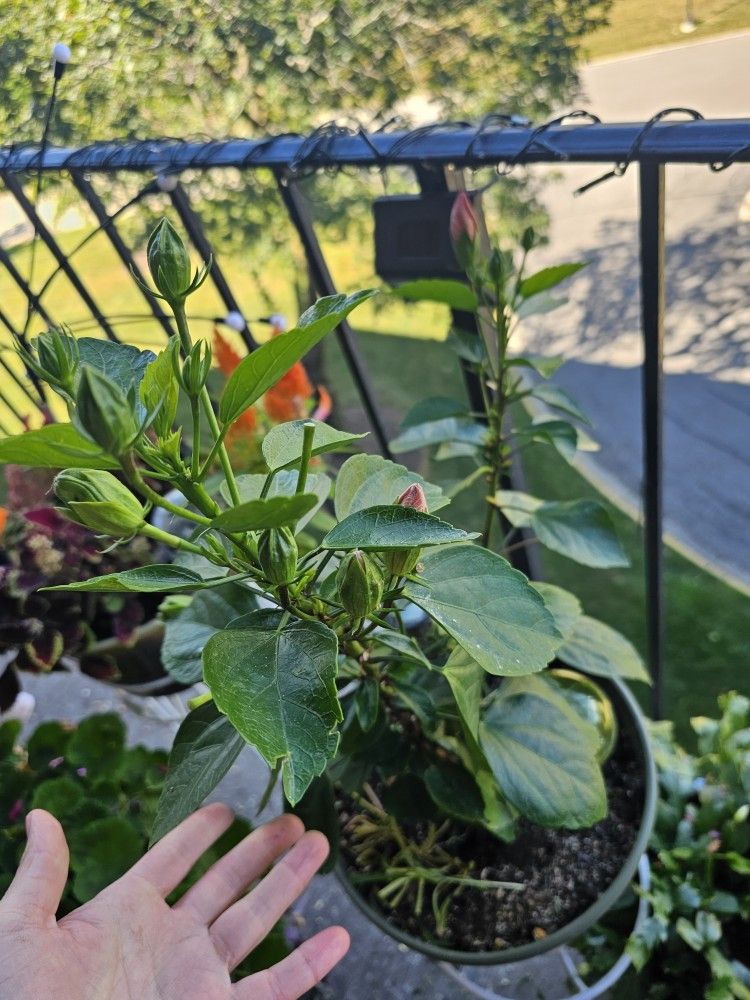 Flower (Without a pot)