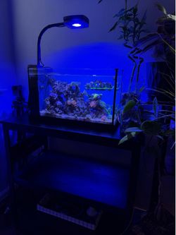 Fluval Evo 5 Gallon Set up with stand