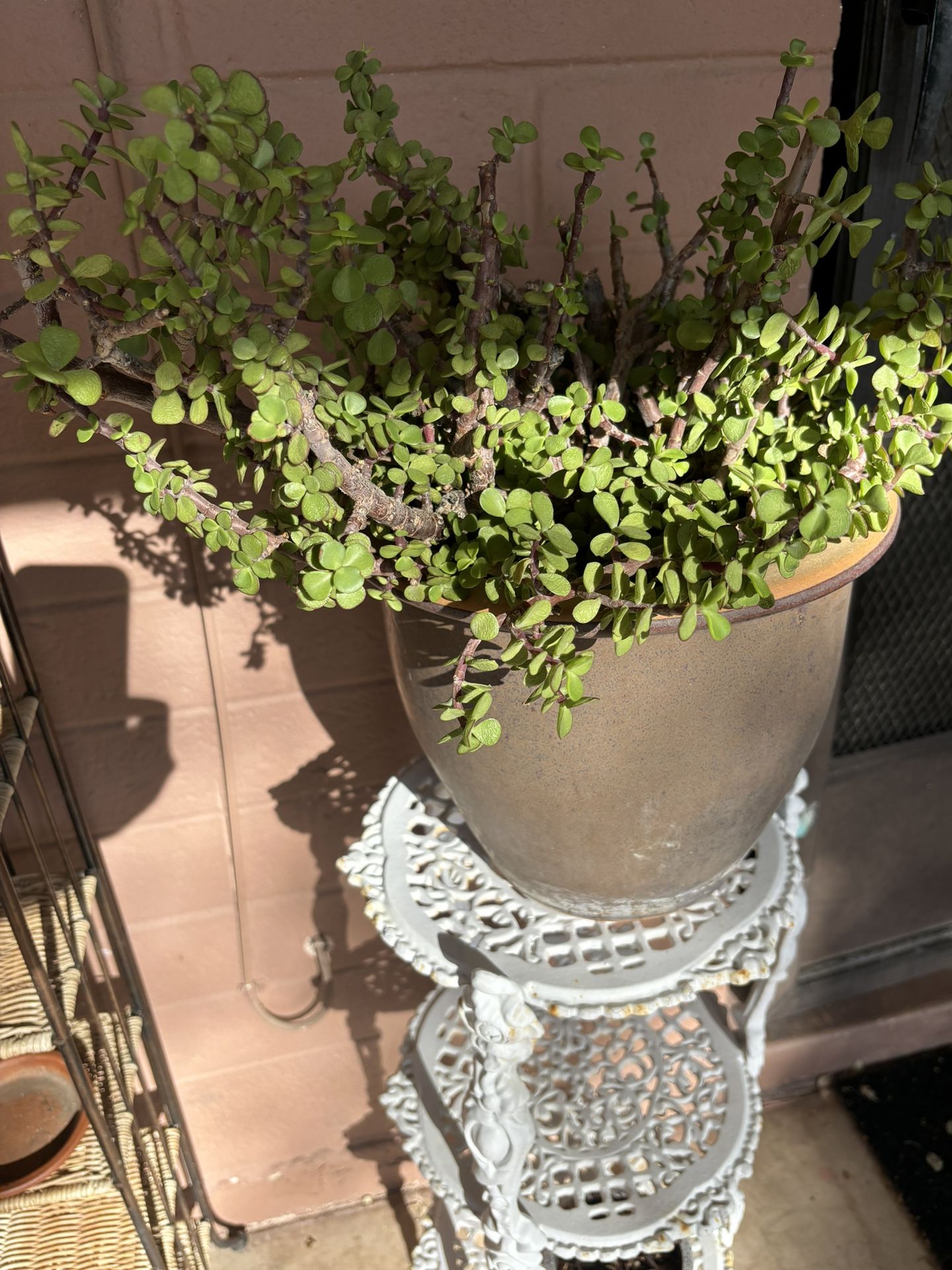 Elephant Food Succulent