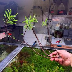 Rare And Common Aquarium And Terrarium Plants Available 