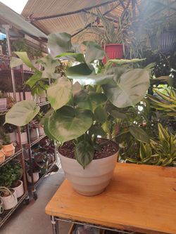 Monstera  Deliciosa Indoor Plant