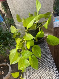 Golden Pothos Plant