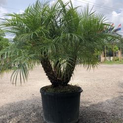 Pygmy  date palm Tree (AKA Roebelinii Palm Tree) In 30 Gallon Pot 