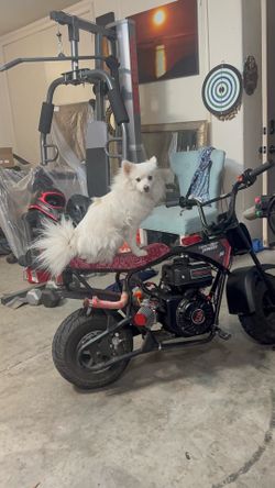 Mini motor gas bike 🏍️
