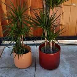 Dracaena Marginata 