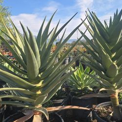 Aloe Hercules Palm 