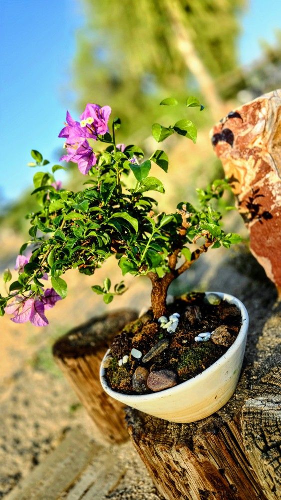 Bonsai