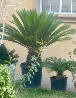 Beautiful sago palm