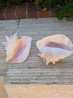 Conch Shells, Sea Shells