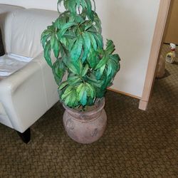 Decorative Plant