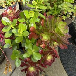 Hermosas Suculentas De 5.00 