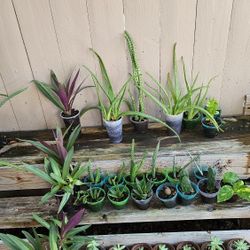 Assorted. Plants.  