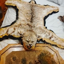 Taxidermy