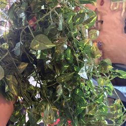 Fake Plants 
