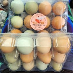 FREE RANGE ORGANIC CHICKEN EGGS