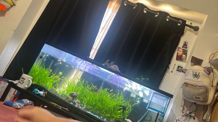 Fish tank 55 gallon