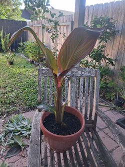 Orange Flower Canna Plant