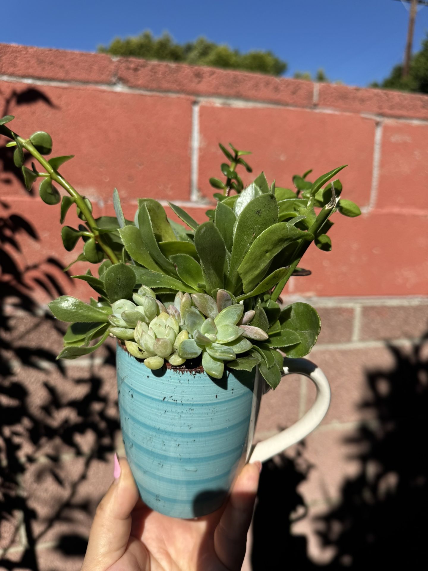 Beautiful Succulent Arrangement