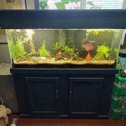 Fish Tank Aquarium 