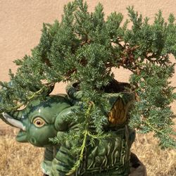 Bonsai Miyagi Style Planted In An Elephant, Beautiful Pot