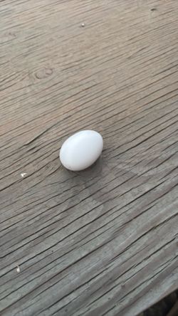 Egg
