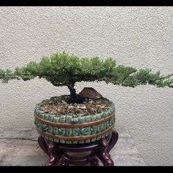 Bonsai Japanese Garden Juniper Flying Eagle $65 Each