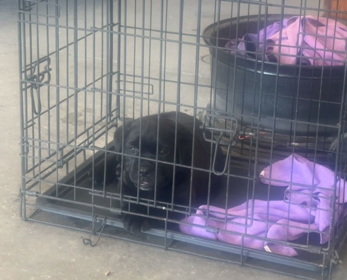 Cage For Cane Corsos