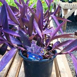 Beautiful Purple Heart Succulent Plants - Tradescantia Pallida 💜🌿
