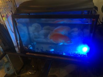 Pesera de 36 galones con tapadera de luz led