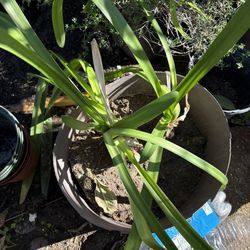 5 gallon lily Plants (believe it is purple Lily of the Nile)