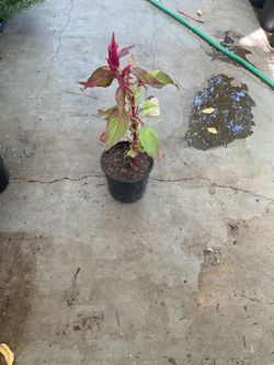 Plumed cockscomb celosia plants