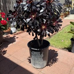 Aeonium Black Magic Peacock, 5 gal Pot $25