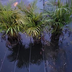 Areca 7g healthy and full